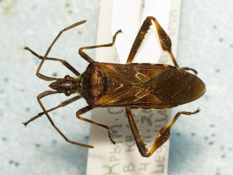 Leptoglossus occidentalis Heidemann, 1910